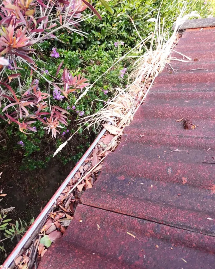 Gutter on a red tile roof full of leaves and plant growth